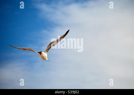 Eine Möwe fliegt in der Luft vor dem blauen, leicht bewölkten Sommerhimmel über der Ostsee. Die Flugbewegungen sind sehr gut zu sehen. Stockfoto