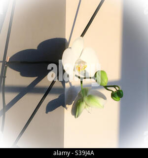 Weiße Haus Orchidee in Blume im Sonnenlicht durch ein Fenster Schatten auf die Wand werfen Stockfoto