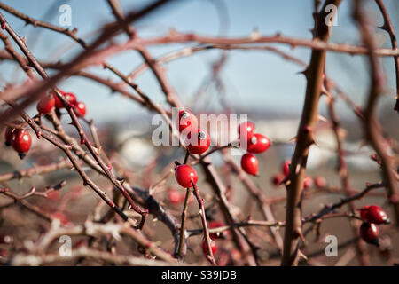 Rote Hagebutten Früchte auf dornigen Rosensträuchern Zweige in Winter Stockfoto