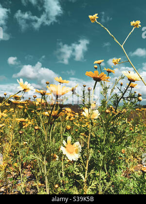 Niedrige Winkel Ansicht der gelben Blumen in einem Feld. Stockfoto