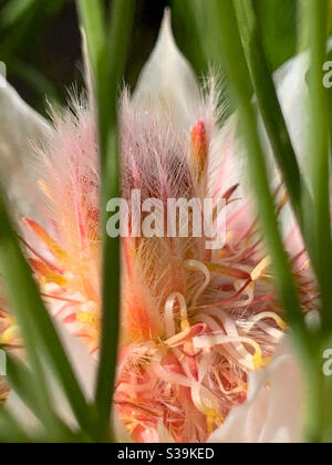 Makro von weichen rosa weißen protea Blume Stockfoto