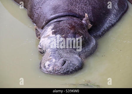 Ein Pygmäenflusspferd liegt in einer Schlammpfütze und dosiert im Wasser, ein Auge ist leicht geöffnet Stockfoto