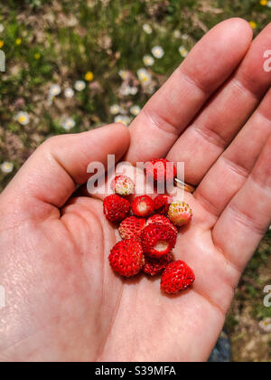 Wilde Erdbeeren in der Hand der Frau Stockfoto