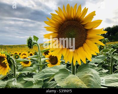 Sonnenblume am frühen Abend mit niedriger Sonne hinter Wolken Stockfoto