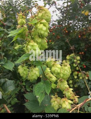 Hopfen wächst wild auf Tottenham Marshes, London, Großbritannien Stockfoto