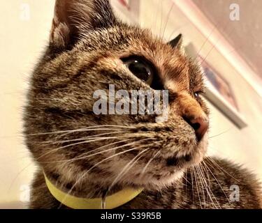 Neugierige Katze Stockfoto