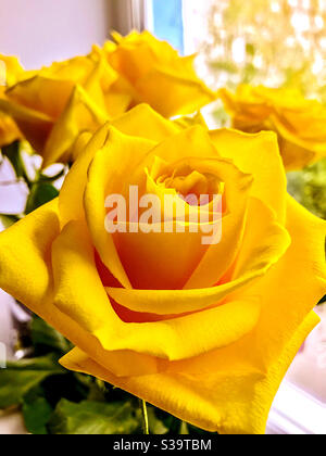 Große gelbe Rosenblüte im Vordergrund Stockfoto