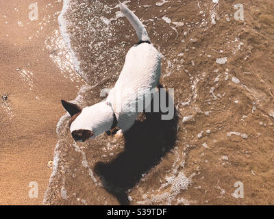 Blick aus einem hohen Winkel auf einen Jack Russell Terrier Hund an einem Sandstrand, der etwas im Wasser sieht. Stockfoto