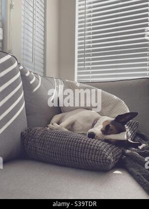 Hund schläft auf dem Sofa auf Kissen. Stockfoto