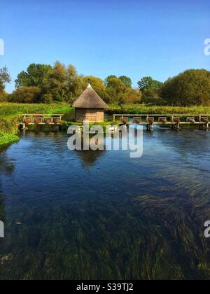 Aalfallen am River Test in der Nähe von Stockbridge Hampshire Stockfoto