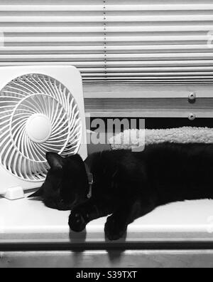 Schwarz/Weiß, Bombay Cat, Schwarz, Nickerchen, Abkühlen, neben Ventilator, heiße Temperaturen, Kopierraum, Yuma AZ Sommer Stockfoto