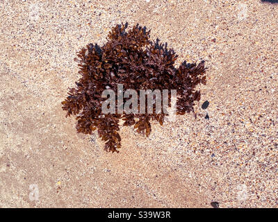 Algen am Sandstrand Stockfoto