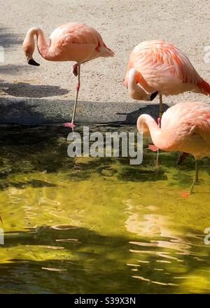 Drei tropische rosa Flamingos watend im Wasser mit Reflexion in Sunken Gardens St. Petersburg Florida Stockfoto