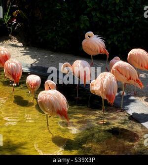 Eine weitere Herde von rosa Flamingos watend im Wasser, mit Blick auf das Sonnenlicht in versunkenen Gärten St. Petersburg Florida Stockfoto