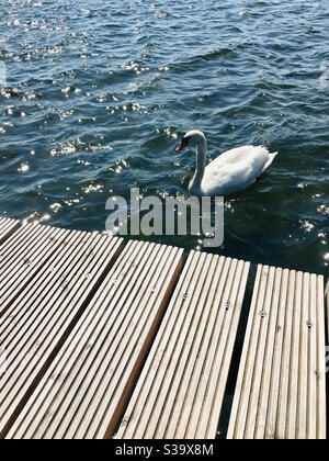 Ein Schwan schwimmend in der Nähe der Brücke auf dem See In Norddeutschland Stockfoto