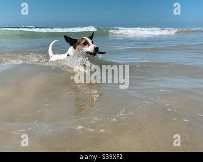 Hund bewegt sich durch Wellen, während er an einem sonnigen Tag am Hunting Beach in Südkalifornien einen Stock holt. Stockfoto