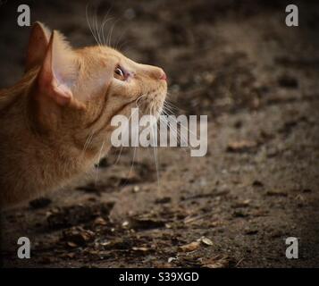 Orange Tabby guckt aus dem Auto, um die Vögel am Futterhäuschen zu beobachten. Stockfoto