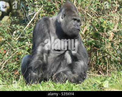 Gorilla im Sonnenschein nicht der Nebel Stockfoto
