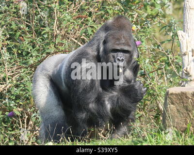 Was schaust du? Stockfoto