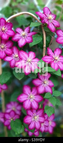 Clematis „Ville de Lyon“ in Blüte Stockfoto