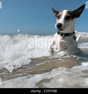 Verspielter Jack Russell Terrier spielt in Wellen im seichten Meerwasser an einem sonnigen warmen Tag. Quadratisches Erntegut. Stockfoto