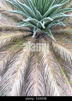 Lagos, Nigeria, 24. September 2020: Cycas Pflanzen in einem Garten unter mittlerem Sonnenlicht. Stockfoto