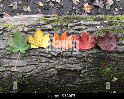 Blätter in verschiedenen Farben Herbst oder Herbst, gelb orange rot, in einer Linie angeordnet Stockfoto