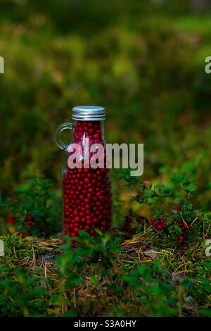 Frische Preiselbeeren in einer Glasflasche im Waldhintergrund. Leckeres und gesundes Essen Konzept. Stockfoto