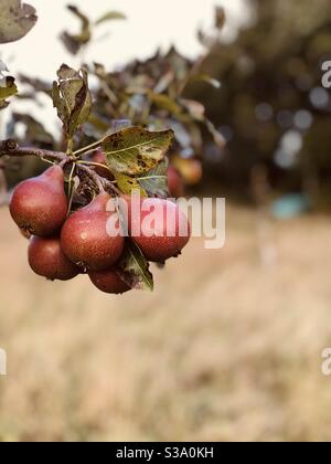 Rote Birnen hängen am Baum Stockfoto