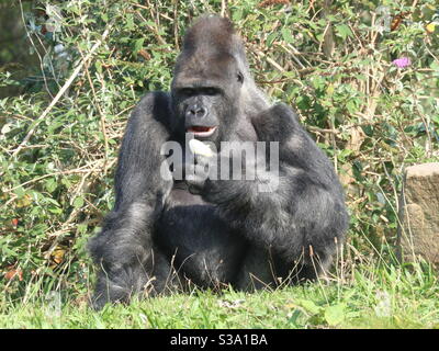 Banana Gorilla in den Büschen Stockfoto