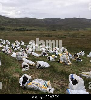 Gepackter Rasen in Irland Ende Sommer 2020 Stockfoto