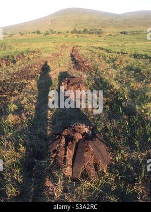 Boden von Rasen im Moor Irland Stockfoto