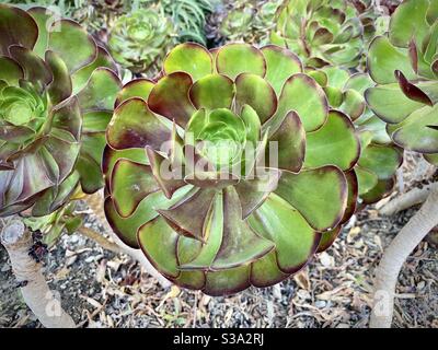 Nahaufnahme Detail einer Sukkulenten Pflanze bekannt als Red Salad Bowl (Aeonium urbicum rubrum) wächst in Los Angeles, Kalifornien Stockfoto