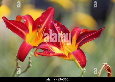Karmesinrote Taglilien (Hemerocallis) in Cliveden Stockfoto