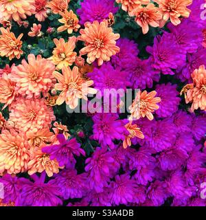 Chrysantemum aus der Nähe. Bunte Blüten in gelb, rosa, fuchsia. Herbstblumen Stockfoto