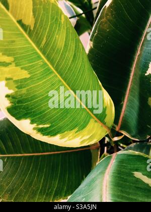 Nahaufnahme Ficus Elastica Leaf Stockfoto