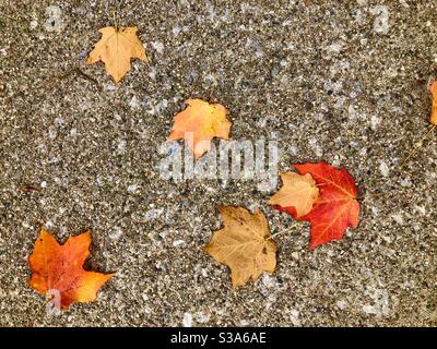 Blätter auf dem Bürgersteig Stockfoto