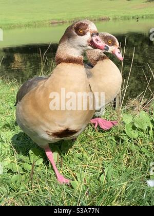 Ägyptisches Gänsepaar, das im Sonnenschein auf Gras läuft Stockfoto