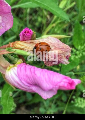 Marienkäfer auf Blume Stockfoto