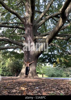 Frau umarmt große Eiche im Dulwich Park Stockfoto