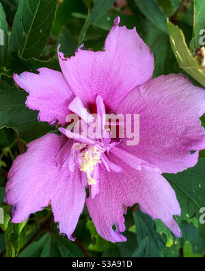 Mauve Hibiscus, eine rosa violette Blume, leicht gekaut um die Blütenblätter Stockfoto