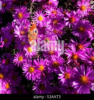 Aster novi-belgii oder New York Aster oder Michaelmas Daisy. Mit Pfau Schmetterling und Biene. Stockfoto