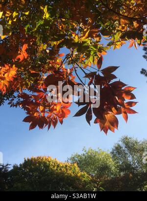 Lebendige Herbstfarben in Manchester, England. Stockfoto