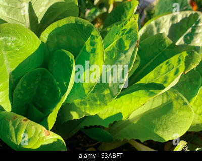 Frisches Grün nahrhafte Salatblätter wachsen in einem Küchengarten, gut für eine gesunde Ernährung Stockfoto