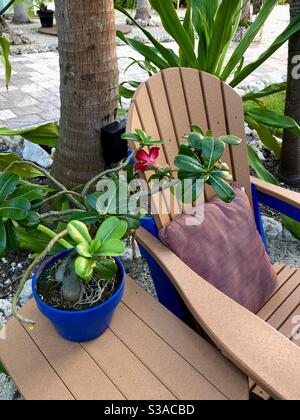 Wüstenrose in einem blauen Topf neben einem Adirondack Stuhl von tropischen Pflanzen, Key Largo, Florida. Stockfoto