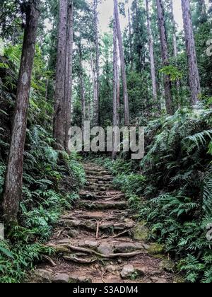 Kumano Kodo Daimon-Zaka Pfad zum Nachi Taisha Grand Shrine, Präfektur Wakayama, Japan. Stockfoto