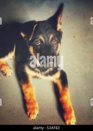 Deutsch Schäferhund Blick auf Kamera Stockfoto