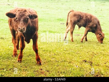 Zwei braune Kuhkälber in einem grünen Grasfeld Stockfoto
