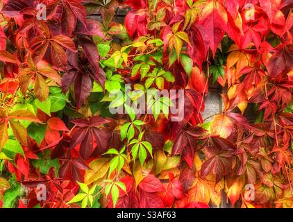 Herbstblätter mit einer Mischung aus roten, gelben, orangen und grünen Blättern. Totton, Hampshire, England, Großbritannien Stockfoto