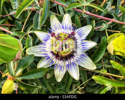 Passionsblume in voller Blüte aus nächster Nähe, Blaue Passionsblume, Passiflora caerulia Stockfoto